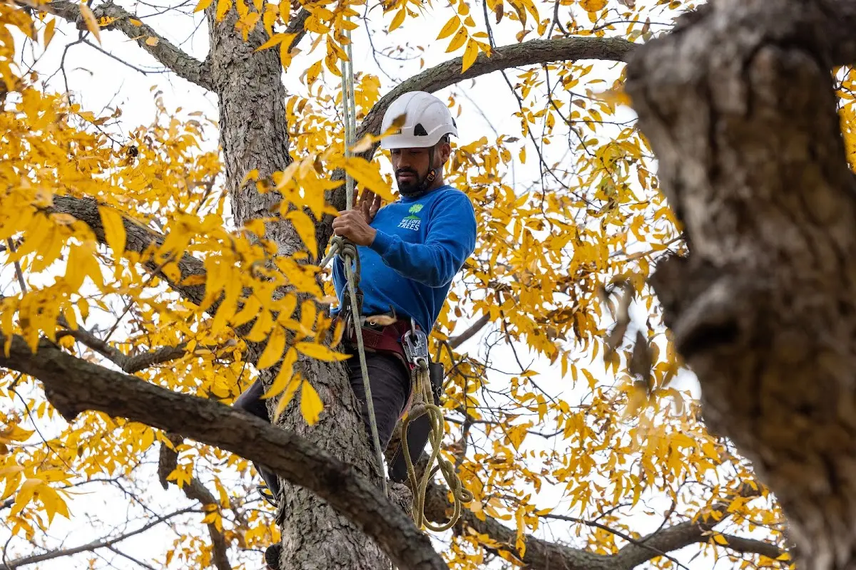 Skilled Tree Planting crew working in Mount Horeb