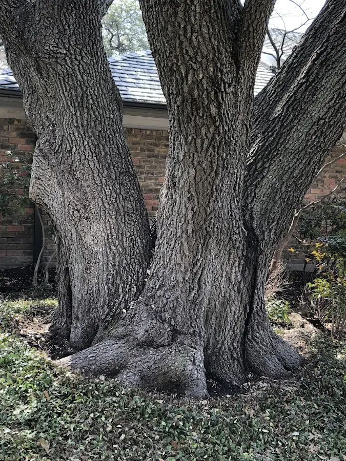 Mature heritage tree close to a Mount Horeb property cared for by certified arborists